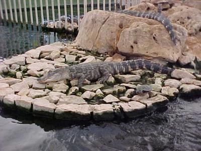Crocodile.JPG