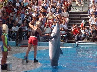 Dolphin 1.JPG