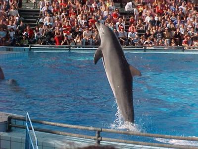 Dolphin 5.JPG
