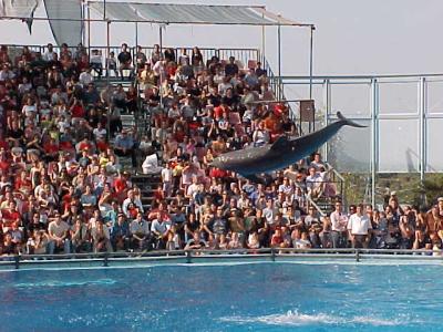 Dolphin 6.JPG