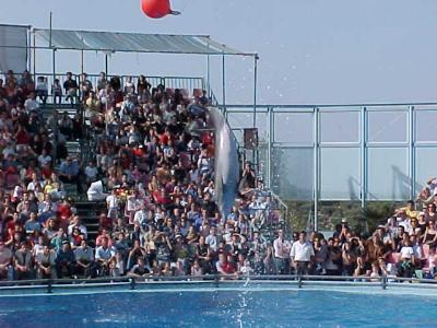 Dolphin 7.JPG