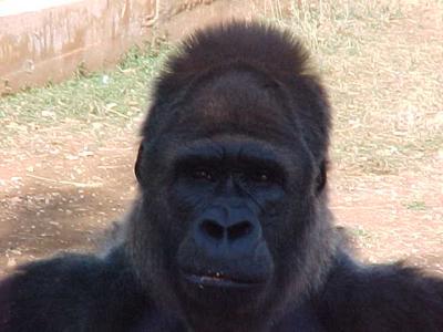 Gorilla 2.JPG