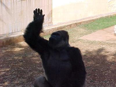 Gorilla 3.JPG