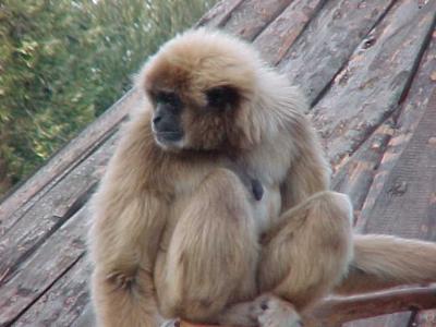 Monkey.JPG