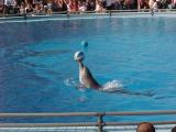 Dolphin 2.JPG
