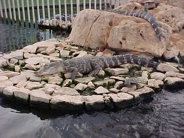 Crocodile.JPG