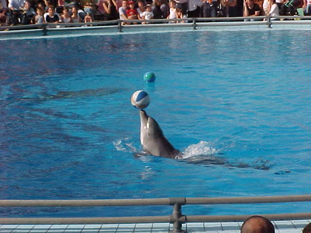 Dolphin 2.JPG