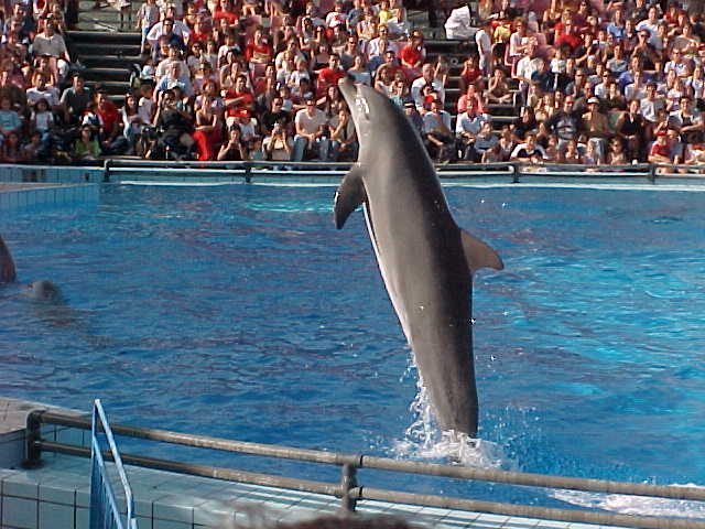Dolphin 5.JPG