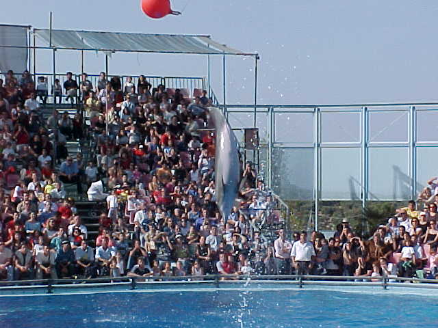 Dolphin 7.JPG