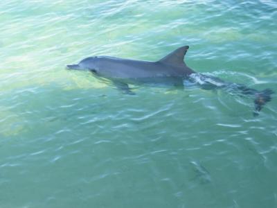 Delphin vom Boot aus