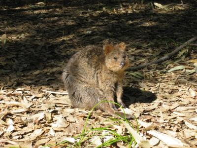 Quokka auf Rottnest Island