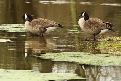 Willow Pond Geese