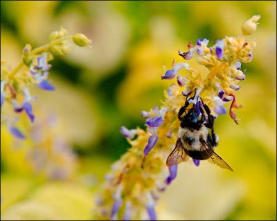 Busy Bumble Bee (Orig Edit)