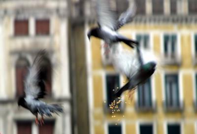 Venice 37