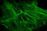 Mouse fibroblasts, stained for actin with BODIPY phallacidin, Zeiss 63X planAPO, 1.4 teleconverter