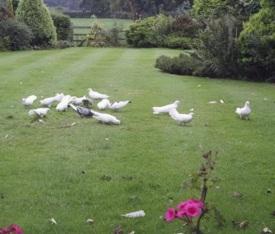 Doves in garden