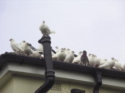 Doves on roof.