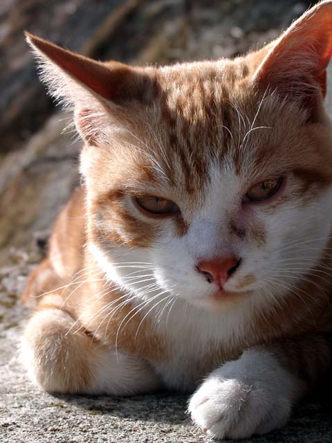 Domestic cat in the wild