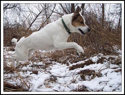 The Pounce