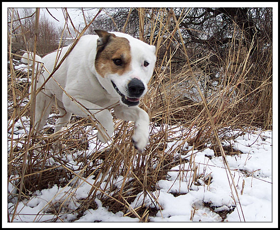 Through the Brush