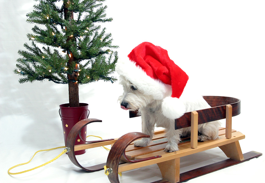 Santa Zoey
