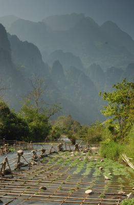 Water cress farm near VangVieng, Laos