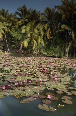 Water lilies in Luang Prabang, Laos