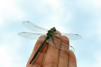 Sluggish Dragonfly