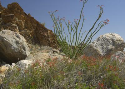 Anaza Borrego -01