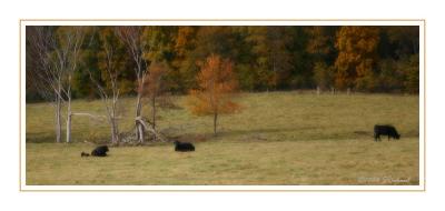 autumn pasture in central Iowa