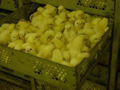 Eg for a eggjabu tar sem fraendi minn hann Raimundo vinnur - tetta er ein skuffa af halftimagomlum kjuklingum.JPG