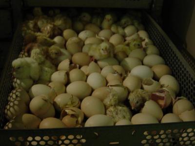 Nokkur got eru komin a eggin i tessari skuffu.JPG