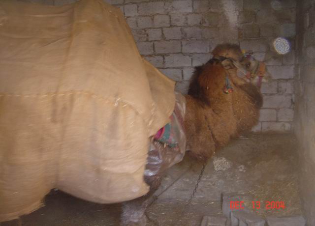 wrestling camel.JPG