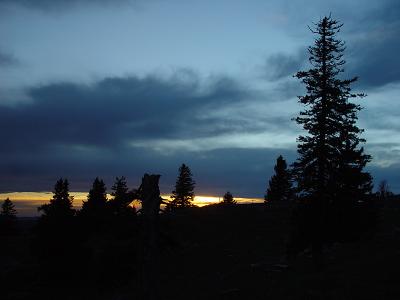 Dark TreeBy Pascal