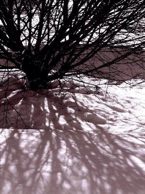 Snow Shadows by Roberta F.