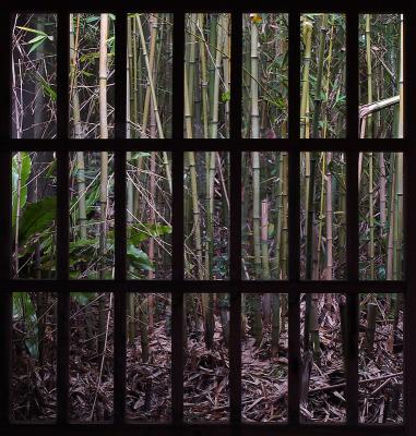   Bamboo Grove by Helen Betts