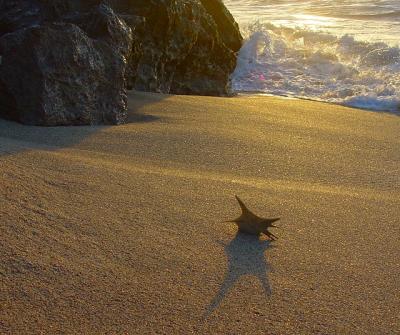 4thTurtle Shell in the Sand by Richard Rehkemper