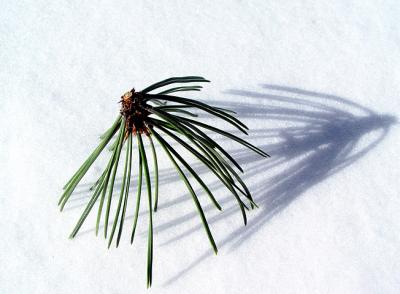 7thPine Needles Shadowby Lisa Young