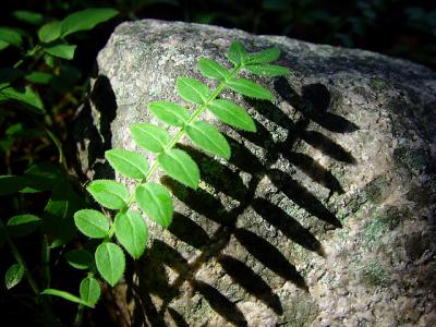Fern Shadow byLisa Young