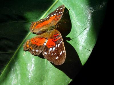 A Butterfly And It's Shadow by Lisa Young