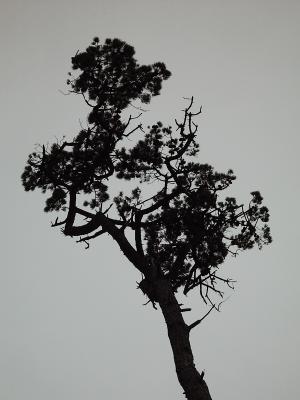 Old Pineby Elena Vaisberg