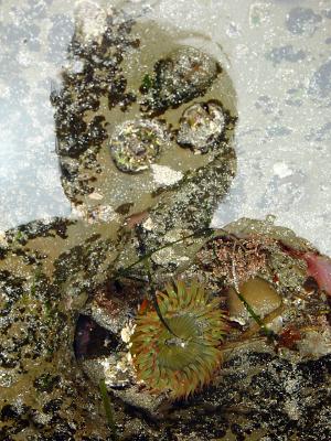 Sea Creatureby Eugeni Vaisberg