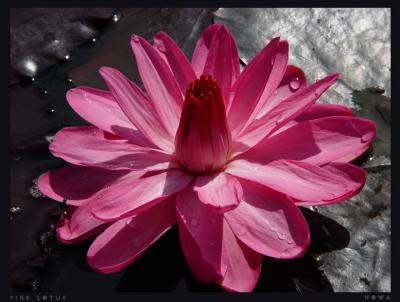 pink shade                                      by irish_eye