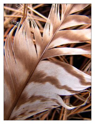10th Place [tie]<br>Feather on Pine Needles<br> by mlynn