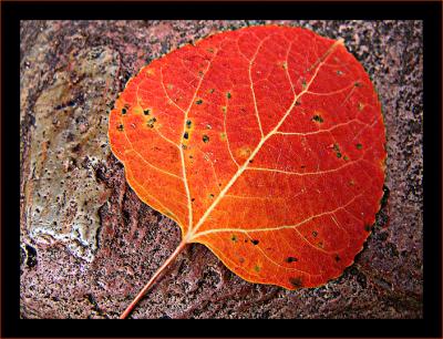 Aspen Leaf on the Doorstep * by mlynn