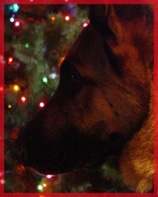<B>Guarding the Tree</B><BR><FONT size=2>by Mark Anderson</FONT>