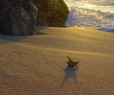 4th<br><br>Turtle Shell in the Sand by Richard Rehkemper