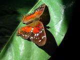 A Butterfly And Its Shadow</b> <br><font size=2>by <br>Lisa Young</font>