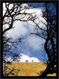 <B>Thorny Frame</B><BR><FONT size2>by Jon M</FONT>