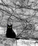 Watching You<br><font size=1>by Nir Alon</font></p>